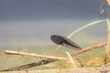 A young tadpole of the grass frog swims through the light shallow water in the pond, Rana temporaria