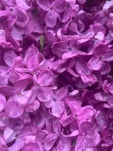 Lilac Bloom Background, Close Up Of Pink Hydrangea