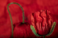 Red Flourishing Flower, Poppy Flower, Against Red Background, Papaver Rhoeas