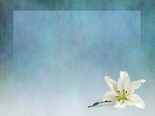 White Lily border frame announcement invitation advert template background - rustic grunge jade green textured background with a while lily flower head in bottom right corner and copy space
