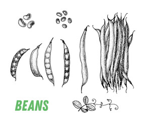 Beans sketch. Hand drawn vector illustration. Engraved image. Green pea vegetable hand drawn sketch.