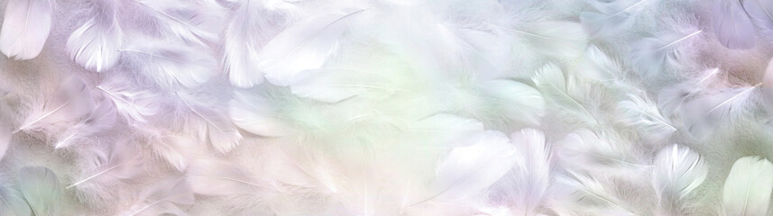 Beautiful pastel coloured angelic Feather background banner - wide symmetrical pattern of pale coloured small fluffy feathers ideal for a spiritual holistic Angel theme advert coupon invite or website