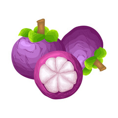 mangosteen vector fruit summer spring vegetable cartoon cute juicy exotic tropical healthy garden