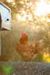 © Austockphoto - Vertical shot of brown chicken on farm backlit by warm Australian light