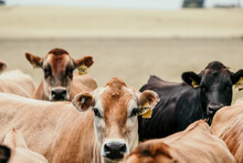 Herd Of Cows With Number Tags On Their Ears