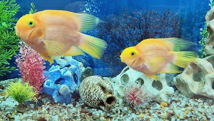 Wall Mural - Pair of Blood parrot cichlid fish swimming in aquarium. Bright Heart parrot or Taiwan hybrid fish swims in fishtank