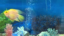 Blood Parrot Cichlid Fish Swimming In Aquarium. Heart Parrot Or Taiwan Hybrid Fish Swims In Fishtank
