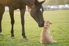 A Horse And A Dog In The Paddock