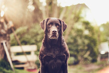 Brown Labrador Sitting In Front Of The Camera. High Quality Photo