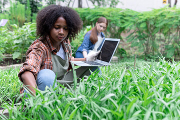 Young woman farmer uses laptop to analyze and research agricultural crops in a vegetable plot, Agriculture technology concept 