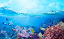 Animals Of The Sea World. Underwater Panoramic View Of The Coral Reef. Colorful Tropical Fish. Ecosystem. 