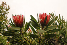 Close Up Shot Of King Protea Flowers