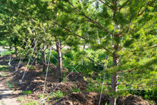 Freshly Planted Seedlings Of Trees (pines) Are Secured Against Falling From The Wind. High Quality Photo