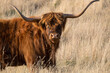 © Austockphoto - Long horned highland steer standing in the summer grass