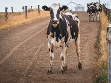 One Dairy Cow Stops As The Others Keep On Walking Down The Dirt  Track