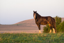 Clydesdale Stands In The Morning Light On A Coastal Farm
