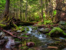 Small Mountain Creek In Forest At Glacier Park