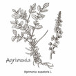 The medicinal plant is the common burdock or agrimonia eupatoria. Hand drawn botanical vector illustration.
