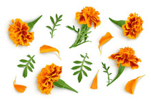 Fresh Marigold Or Tagetes Erecta Flower Isolated On White Background With Clipping Path And Full Depth Of Field. Top View. Flat Lay