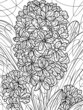 Coloring book flowers, hyacinthus. Black stroke, white background.