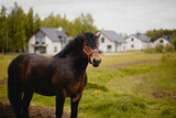 Fototapeta  - Ciemny koń stoi na padoku