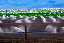 Wheel Line Sprinklers On Farm Field Furrowed Plowed Dirt Grow Green Crops