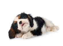 Puppy Cavalier King Charles