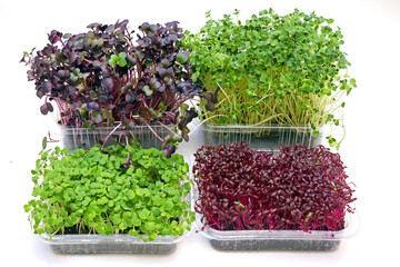 Wall Mural - Microgreens herbs on white