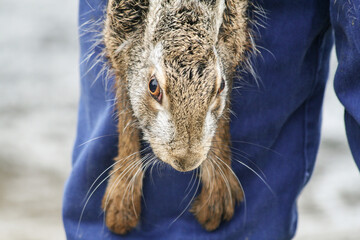 operator or breeder holds an european brown hare to check the health of the wild animal - scientific