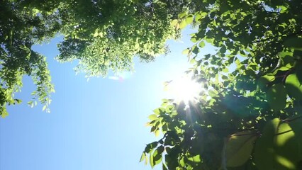 Wall Mural - 夏の青空太陽の木漏れ日