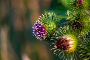 Wall Mural - Arctium lappa, greater burdock,gobo, edible burdock, happy major green spiny flower with purple petals. The root of the plant is used in medicine, cosmetology and food