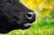 canvas print picture - Krowa pasąca się na łące