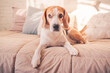 Cute beagle dog on the Bed in sunny bright room