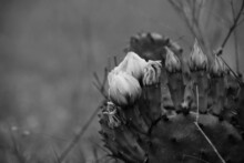 Prickly Pear Cactus Blooms During Spring In Black And White With Selective Focus.