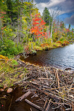 A Beaver Dam In A Small Stream, Lined With Hardwood Trees Shkowing Autumn Colors, In Adirondack National Park In Upper New York