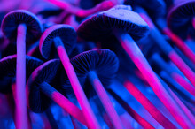 Magic Psilocybin Mushrooms