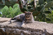 Eine Hauskatze sitz auf der Mauer einer Spanischen Finca