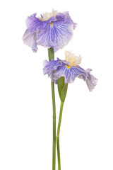 Wall Mural - iris flower isolated