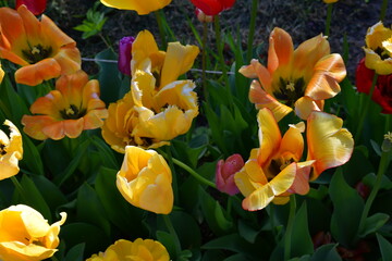 Wall Mural - Top view of a flower bed with wilting open tulip flowers. Completion of flowering. Natural texture and defects of the petals without processing and retouching. Aging
