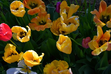 Wall Mural - Top view of a flower bed with wilting open tulip flowers. Completion of flowering. Natural texture and defects of the petals without processing and retouching. Aging