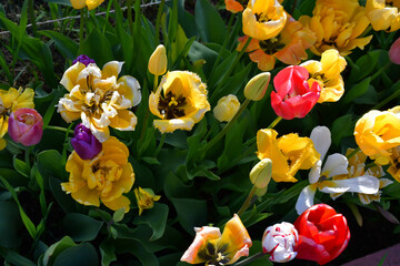 Wall Mural - Top view of a flower bed with wilting open tulip flowers. Completion of flowering. Natural texture and defects of the petals without processing and retouching. Aging