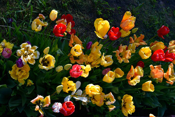 Wall Mural - top view of a flower bed with wilting open tulip flowers. completion of flowering. natural texture a
