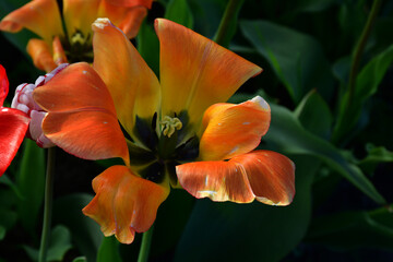 Wall Mural - Top view of a yellow-orange fading open tulip flower. Completion of flowering. Natural texture and defects of the petals without processing and retouching. Aging and fading