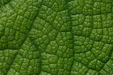Abstract Green Leaf Texture For Background