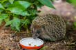 Hedgehog, Scientific name: Erinaceus Europaeus. Close up of a wild, native, European hedgehog eating food from ceramic bowl. Facing left on green grass lawn.Copy space.