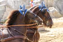 Close-up Portrait Of Draft Horses In Action: Horse Driving On A Carriage In Spring Outdoors
