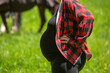 Portrait of an equestrians pregnant belly in front of a horse pasture
