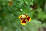 Fototapeta  - Yellow Flower