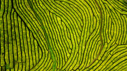 Gorreana tea factory - green tea, shot from birds eye view, beautiful pattern and paths between plantations