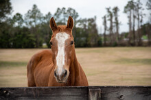 Horse Looking Over Fence In A Paddock, Horse At A Farm. Old Retired Horse. 	
